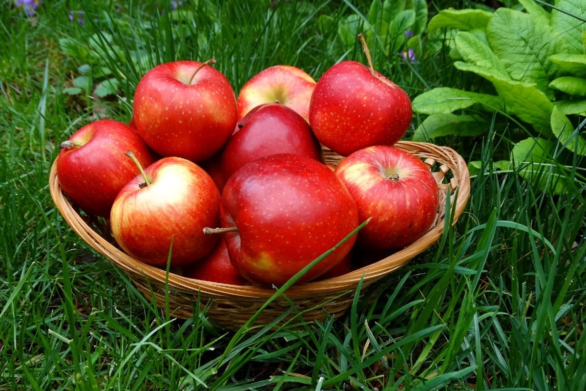 Ябълка - променяща живота